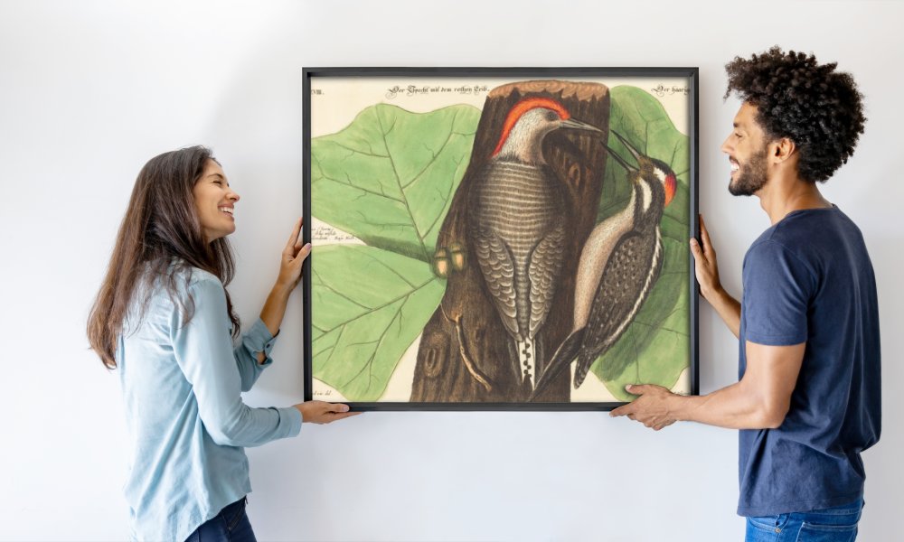 Johann Michael Seligmann after Mark Catesby