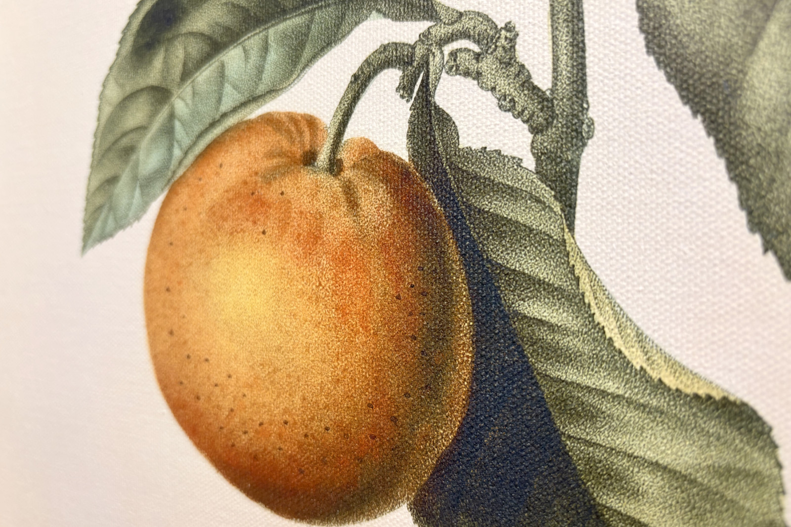 Bitter orange (Citrus aurantium) with violet fruit by Pierre Joseph Redouté - Pierre-Joseph Redouté