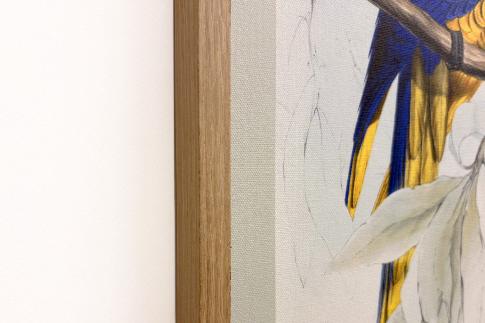 Blue-and-yellow Macaw - Edward Lear