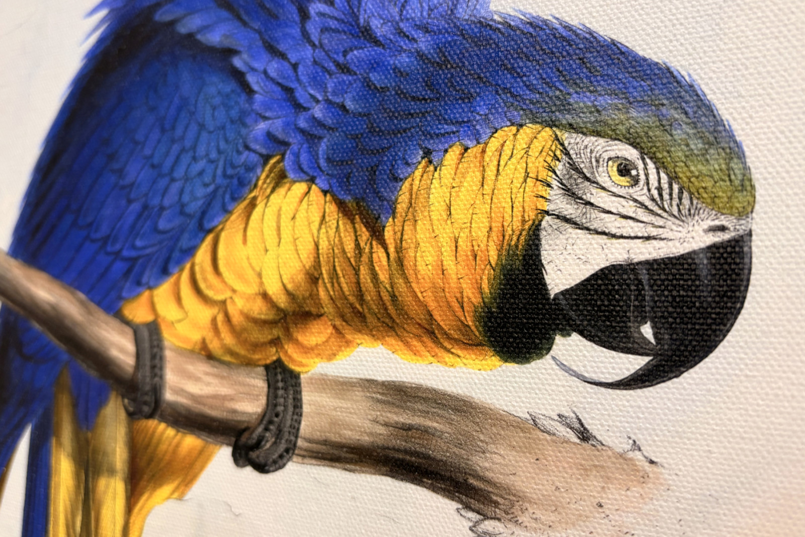 Blue-and-yellow Macaw - Edward Lear