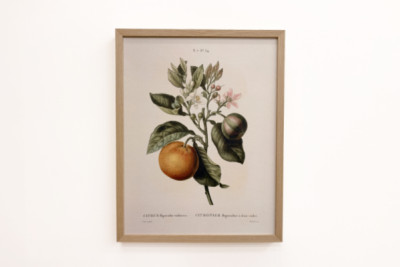Bitter orange (Citrus aurantium) with violet fruit by Pierre Joseph Redouté