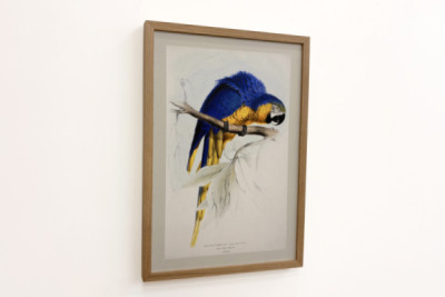 Blue-and-yellow Macaw