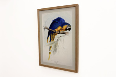 Blue-and-yellow Macaw