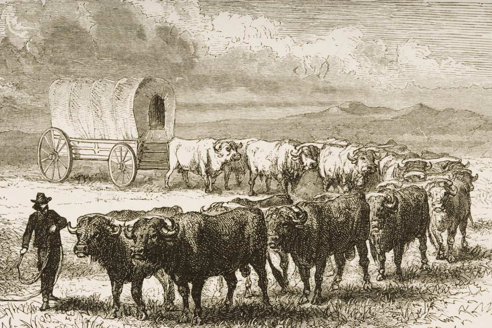 A Bullock Wagon Crossing the Great Plains between St. Louis and Denver, c.1870, from 