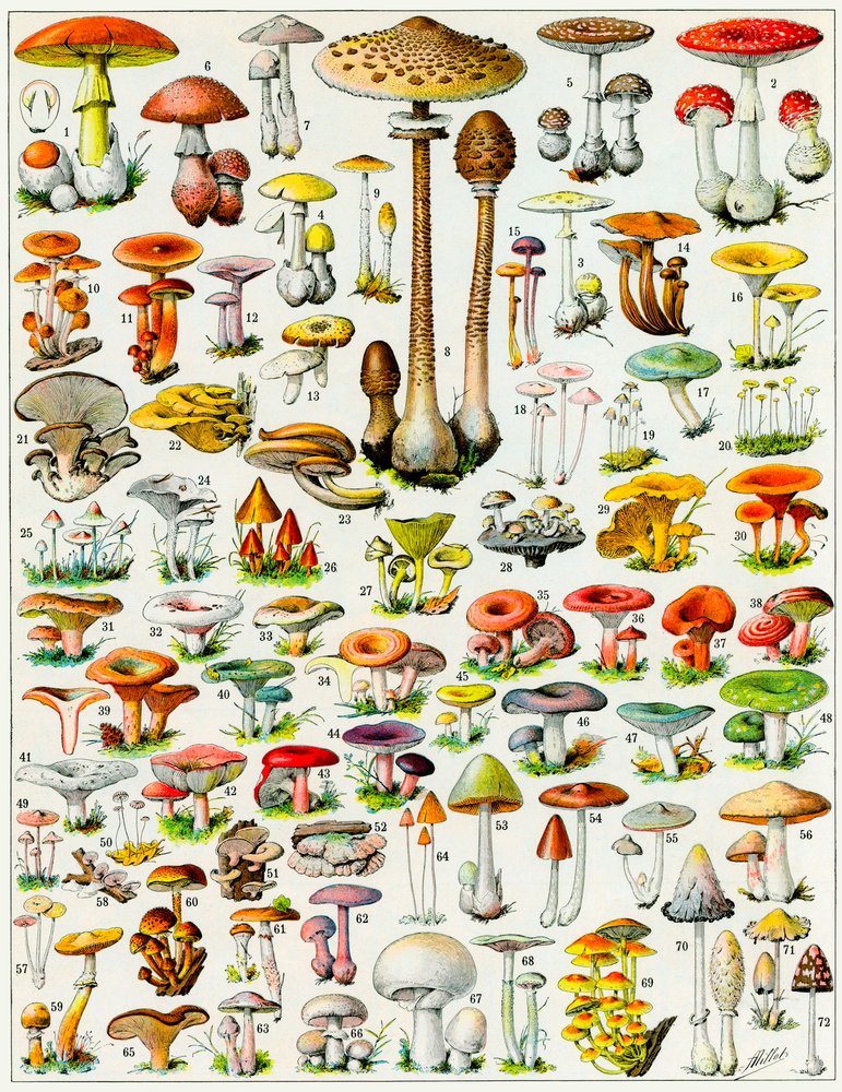 Adolphe Millot マッシュルーム テキストアートプリント - 12インチx16インチ : Adolphe Millot マッシュルーム テキストアートプリント