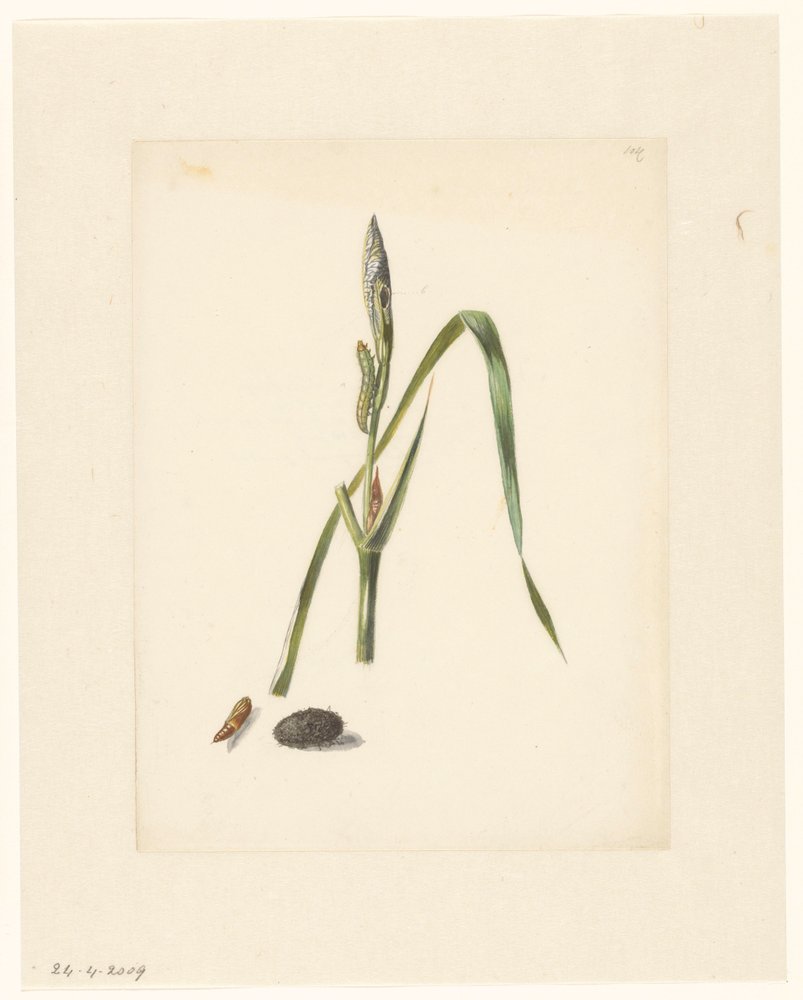 Study of Iris with Caterpillar, Below a Cocoon and Enclosed Caterpillar