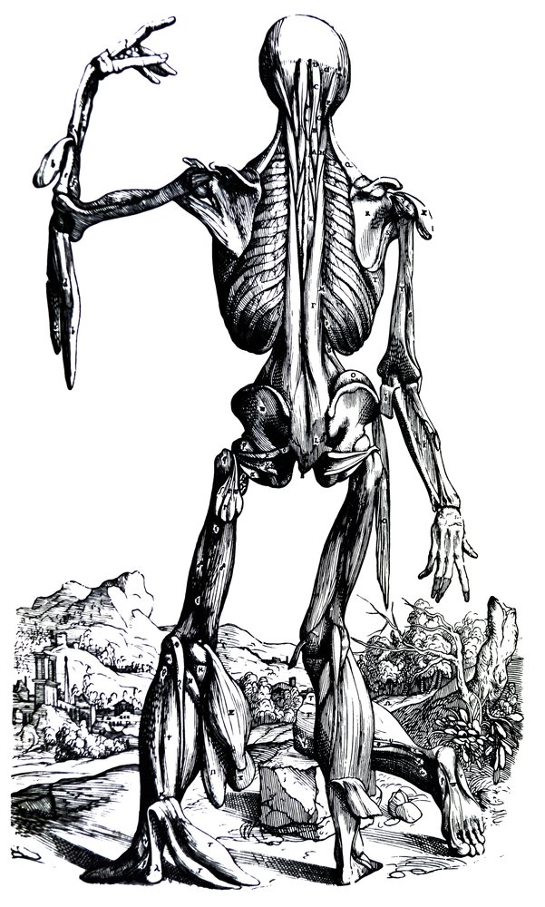 The Plates from the Second Book of the De Humani Corporis Fabrica by Andreas Vesalius