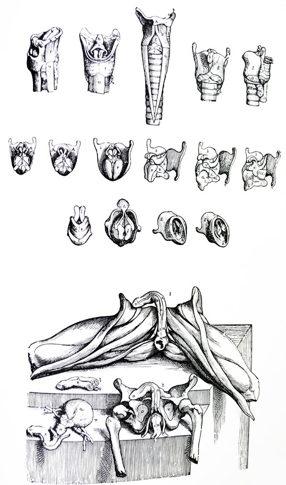 The Plates from the Second Book of the De Humani Corporis Fabrica by Andreas Vesalius