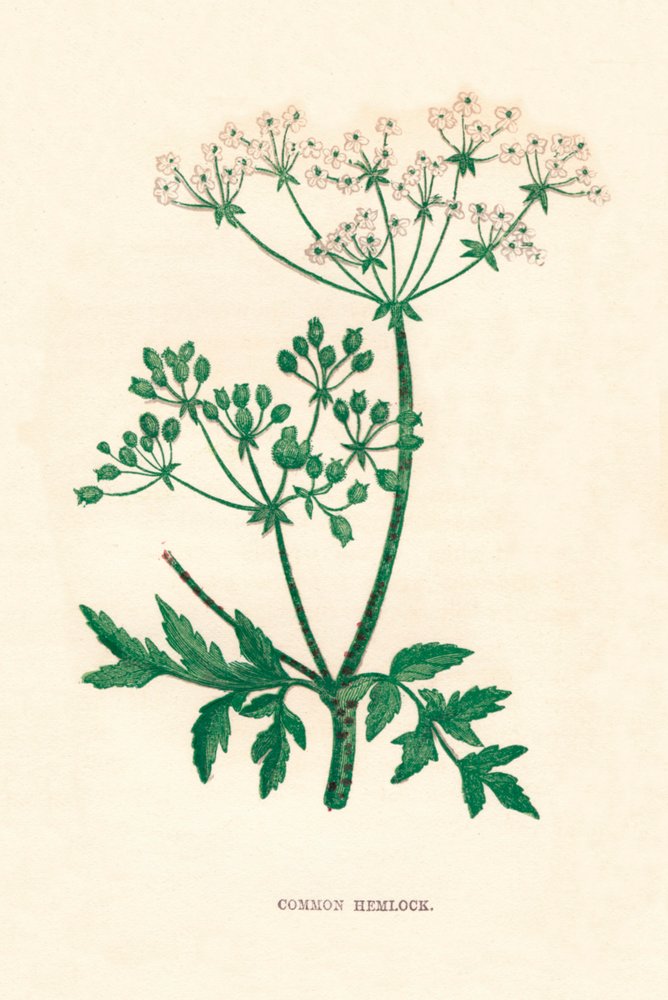 Common Hemlock, c1891 by Anne Pratt