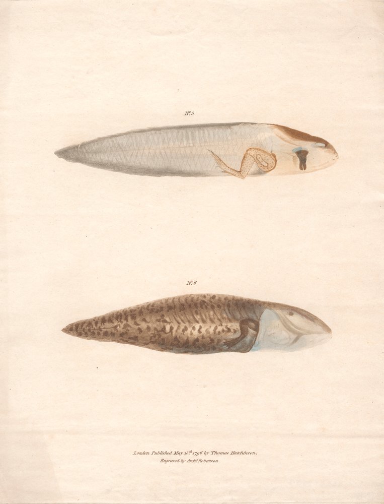 No. 5 and No. 6 in the 8 stages of growth of the Surinam Frog