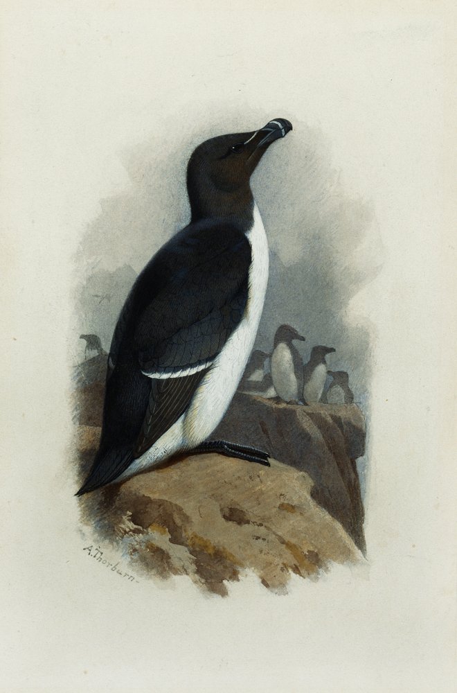 A Razorbill by Archibald Thorburn: Premium art reproduction