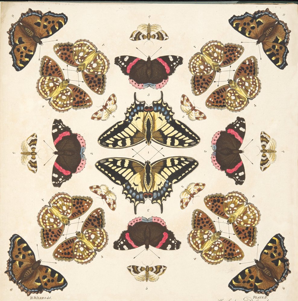 Detail from Plate II, from A Rare Depiction of Butterflies and Moths, pub. 1764 by Benjamin Wilkes