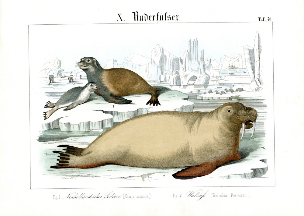 Marine Mammals of Polar Regions by C. Roth: Fine art print