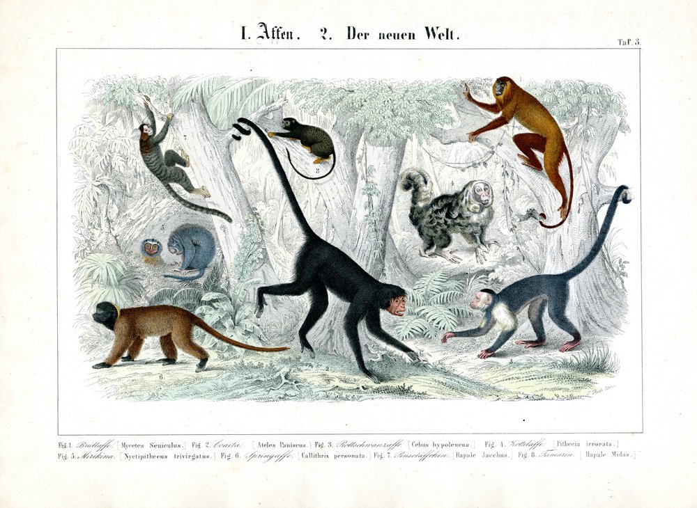 Monkeys of the New World by C. Roth: Buy fine art prints