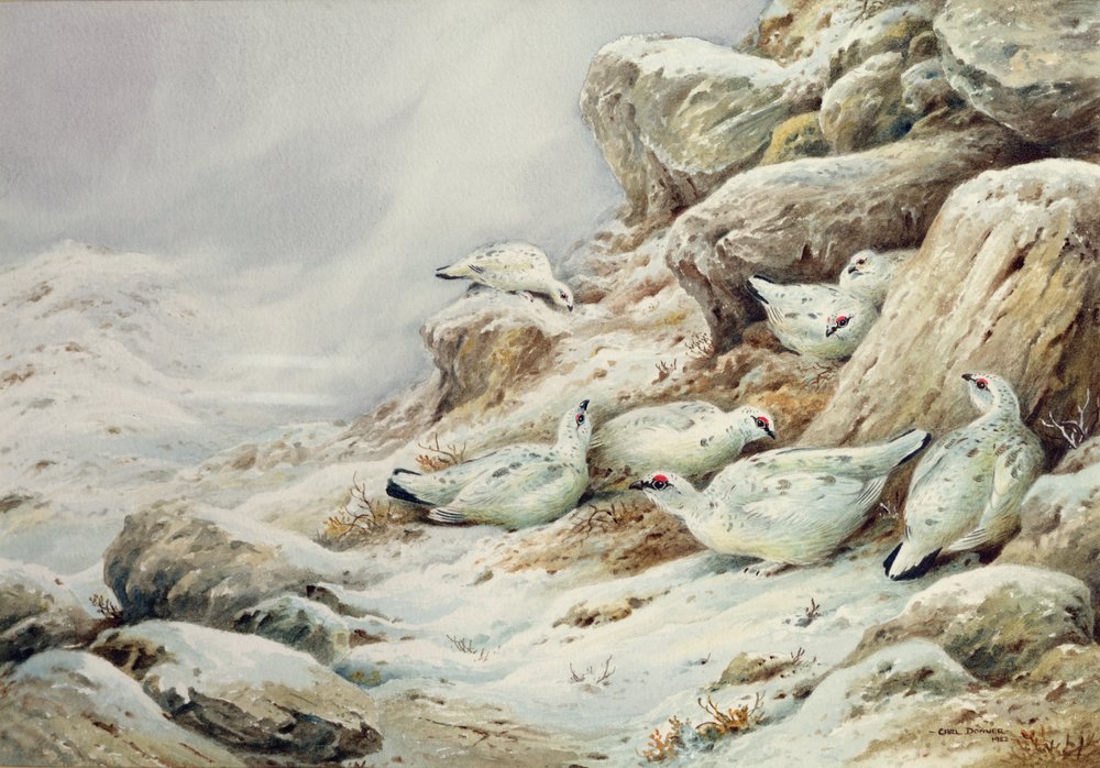 Ptarmigan in snow covered landscape by Carl Donner