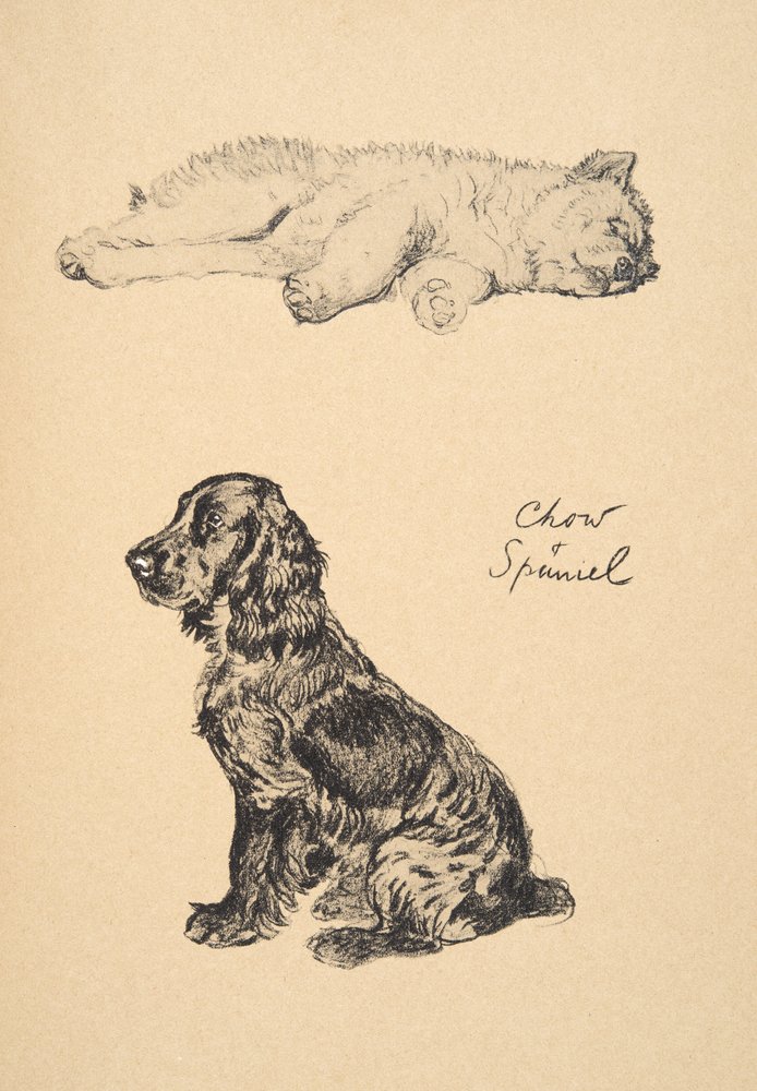 Chow and Spaniel, 1930 (Illustrations from his Sketch Book used for ...