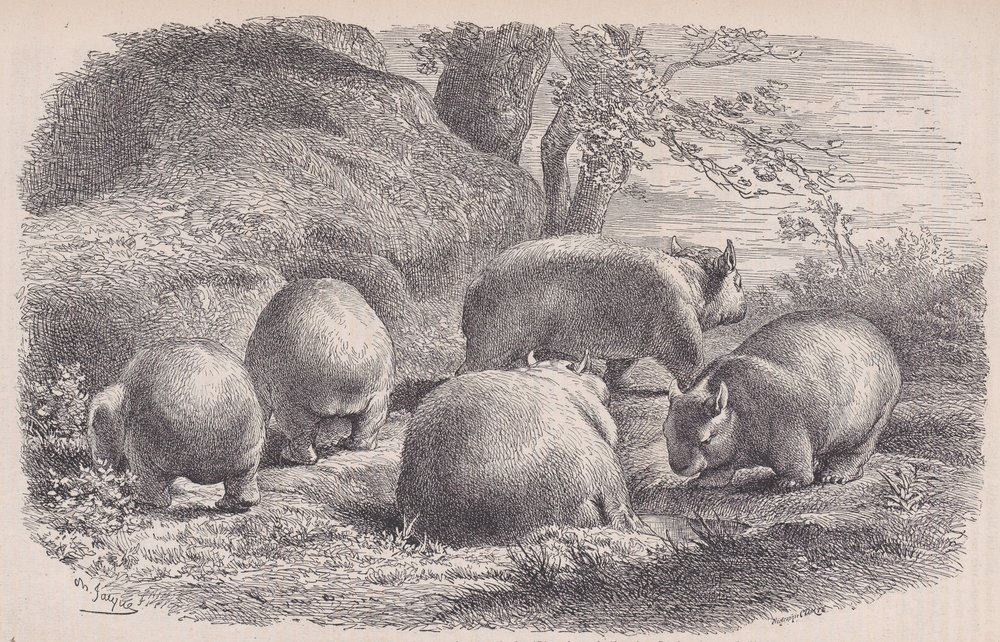 The Wombat, from Le Magasin Pittoresque by Charles Emile Jacque