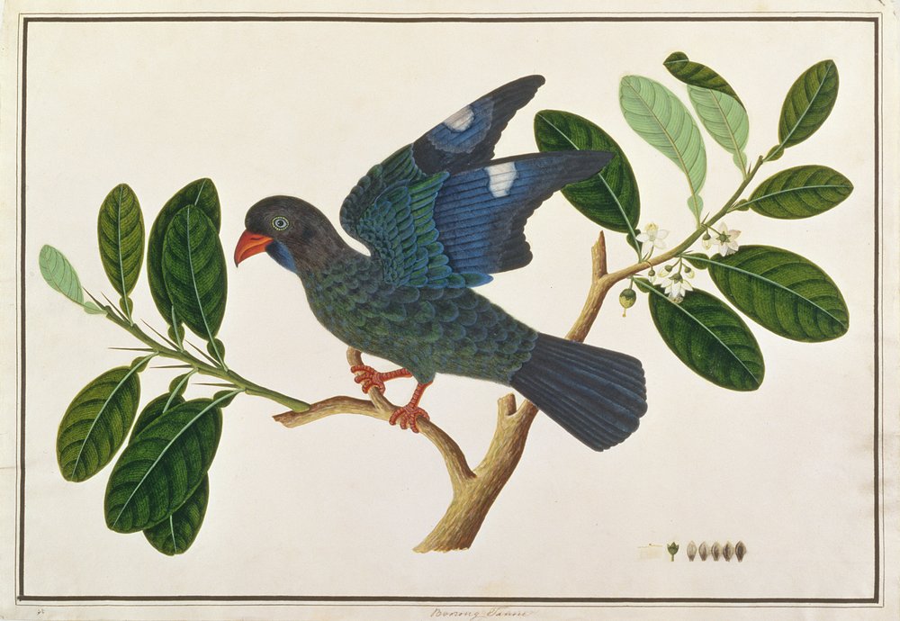 Dollarbird, from Drawings of Birds from Malacca, c.1805-18 by Chinese School