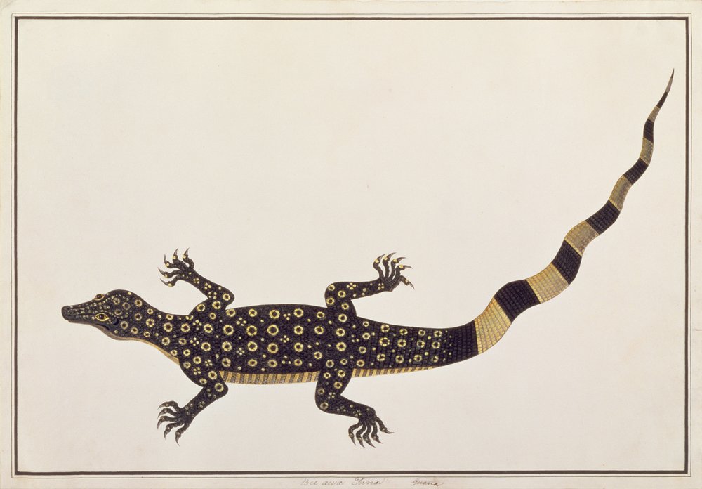 Guana, Bie awa Tana, from Drawings of Animals, Insects and Reptiles from Malacca by Chinese School
