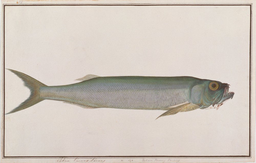 Dorab Wolf-herring, from Drawings of Fishes from Malacca, c.1805-18 by Chinese School