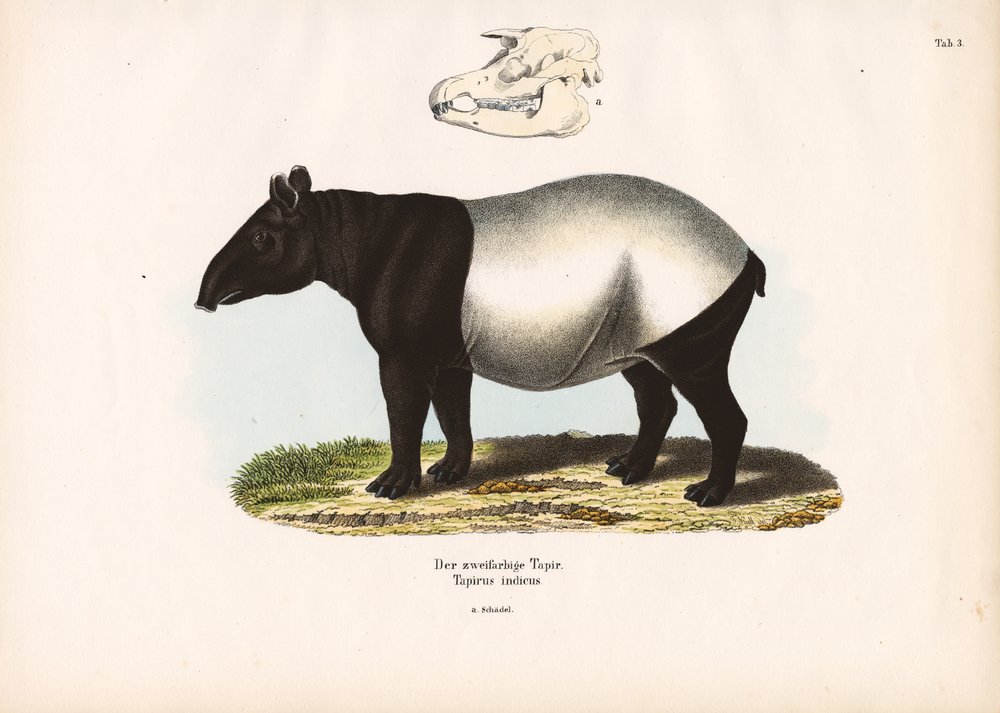 Malayan Tapir by Conrad Kull: Premium art reproduction