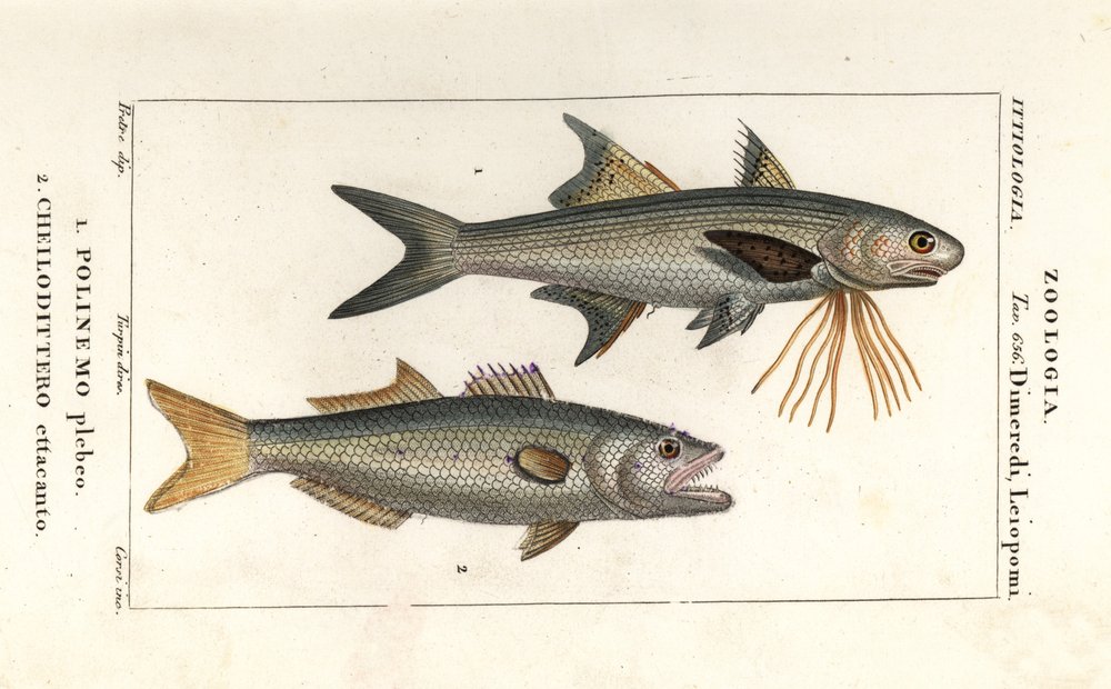 Striped threadfin and bluefish by Corsi Corsi