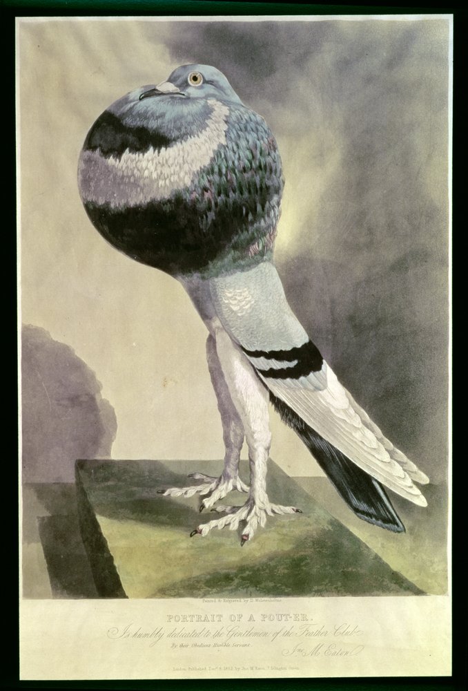 Portrait of Pouter Pigeon by D. Wolsenholme: Fine art print