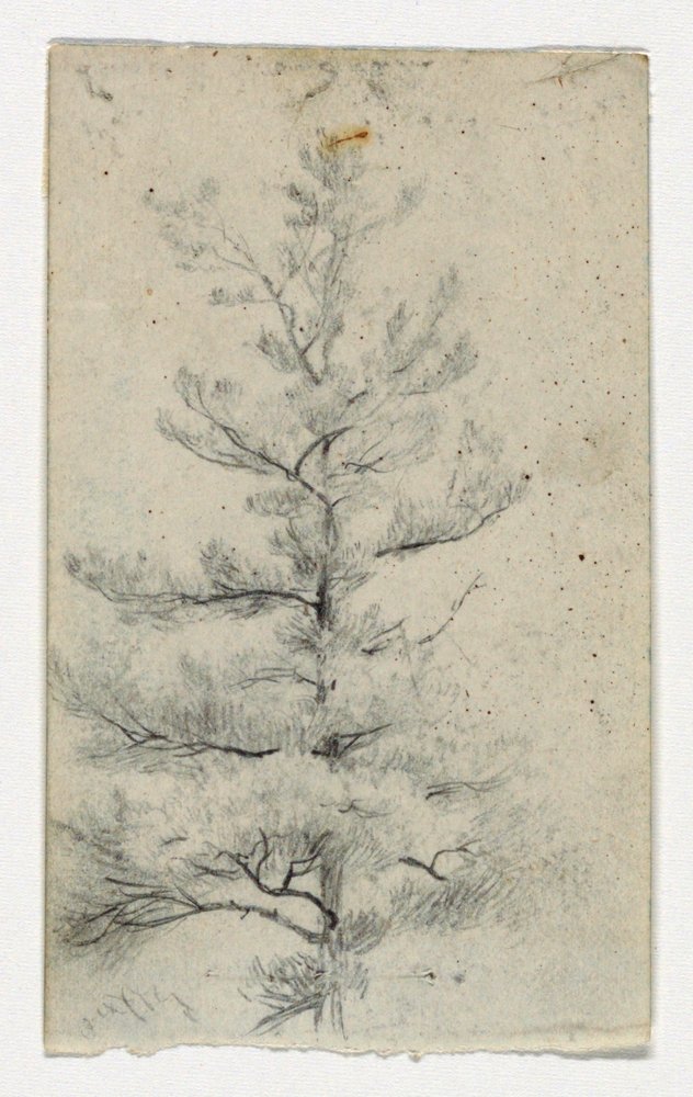 Sketch of a Tree by Daniel Huntington