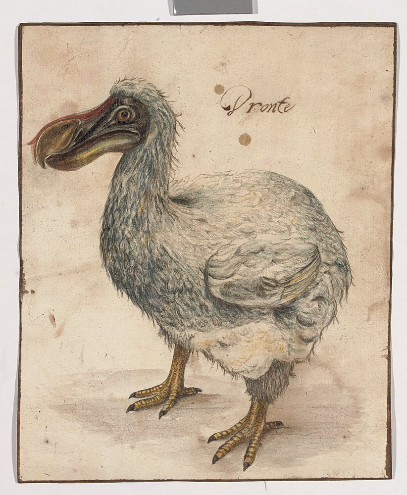 A Dodo by Dutch School: Premium art reproduction