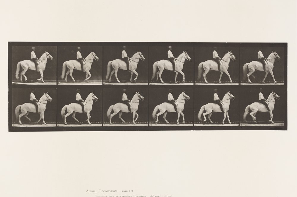 Walking; Saddle; Irregular; White Horse Clinton, 1885 by Eadweard Muybridge