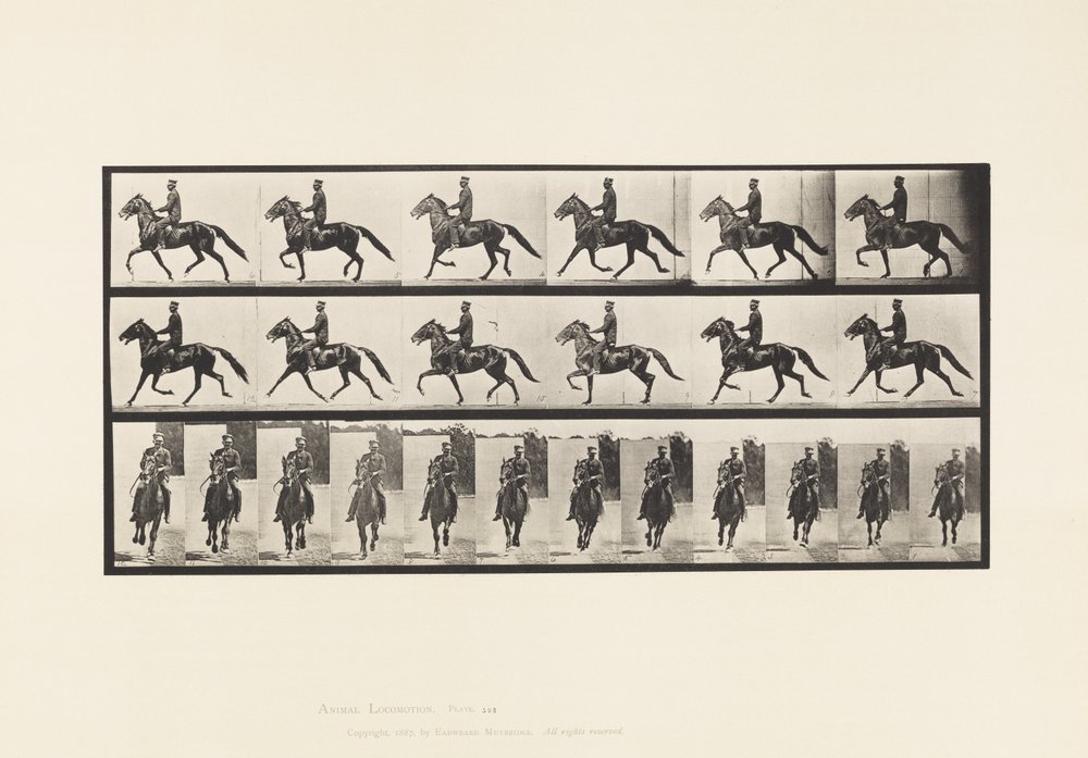 Rocking (Pacing): Saddle; Brown Horse Pronto (Plate 593) by Eadweard Muybridge