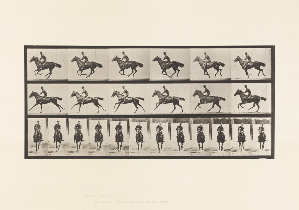 Gallop; Saddle; Thoroughbred Bay Horse Bouquet (Plate 632) by Eadweard Muybridge