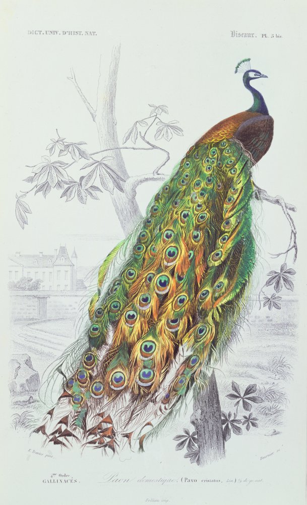 The Peacock, illustration from 