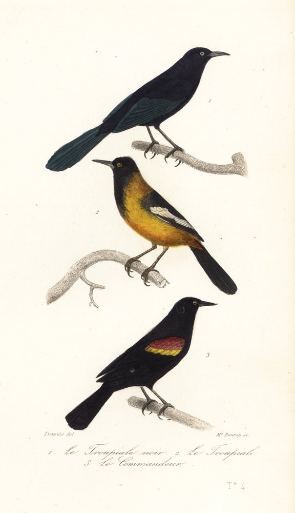 Greater Antillean grackle, Audubon