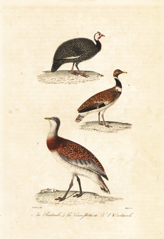 Guineafowl and Bustards by Edouard (after) Travies