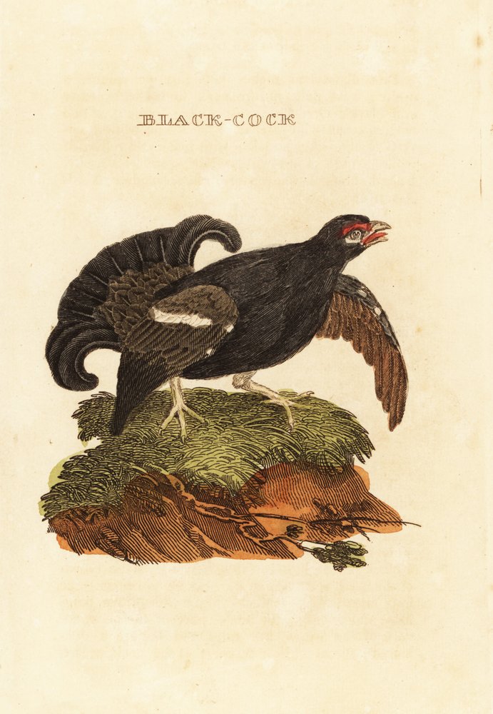 Black Grouse by Edward Donovan