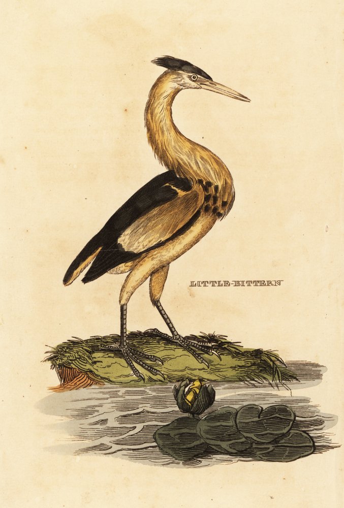 Little Bittern by Edward Donovan: Premium art reproduction