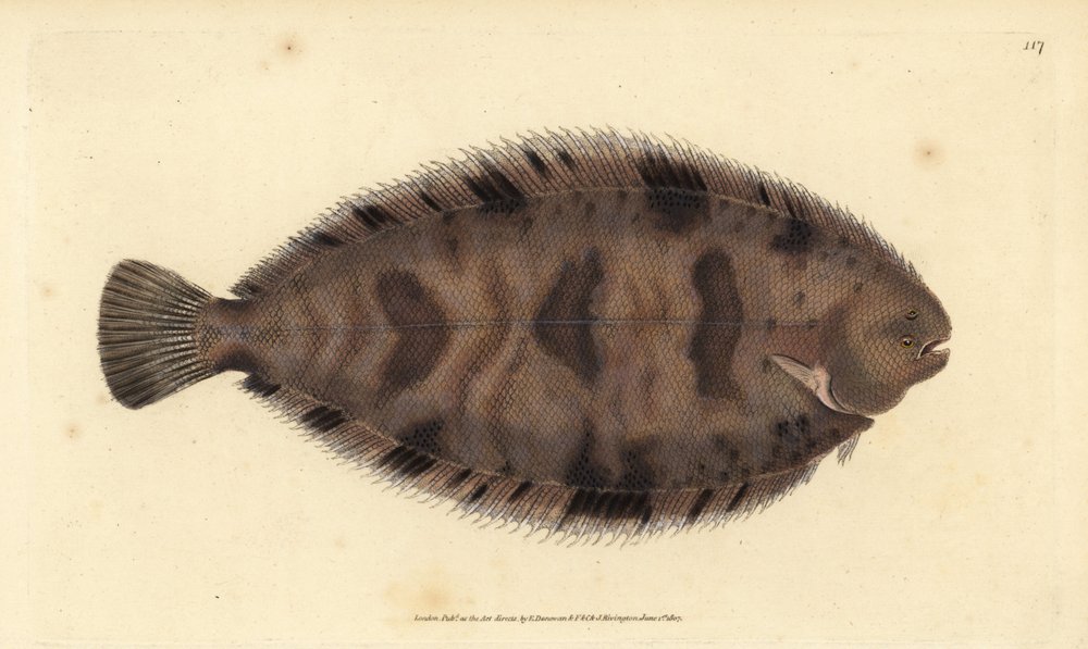 Thickback Sole, Variegated Sole by Edward Donovan