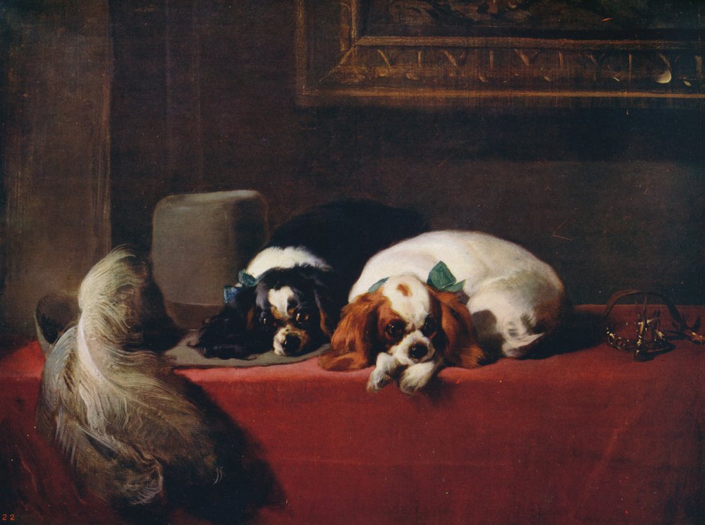 King Charles Spaniels, The Cavaliers