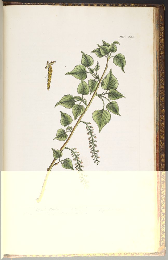 Plate 248, from 