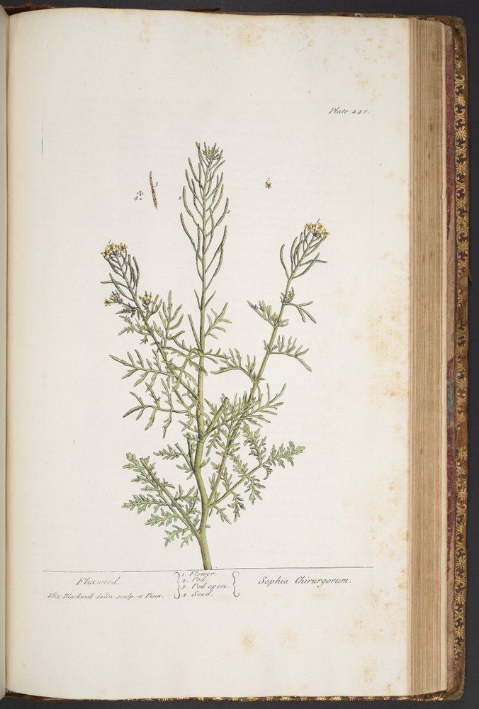 Plate 440, from 