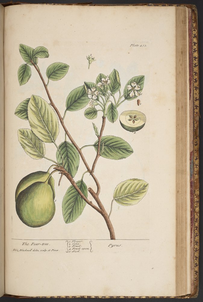 Plate 453, from 