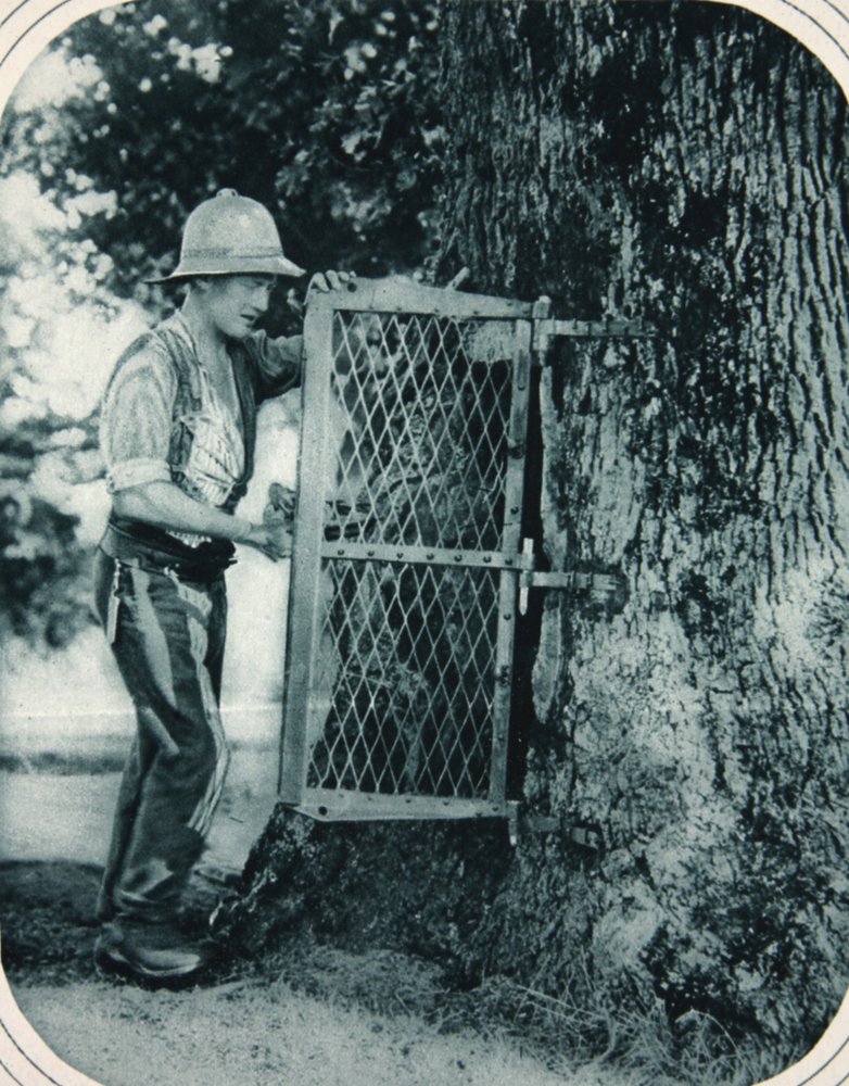 The ingenuity of Tommy: a hollow tree as a meat safe by English Photographer