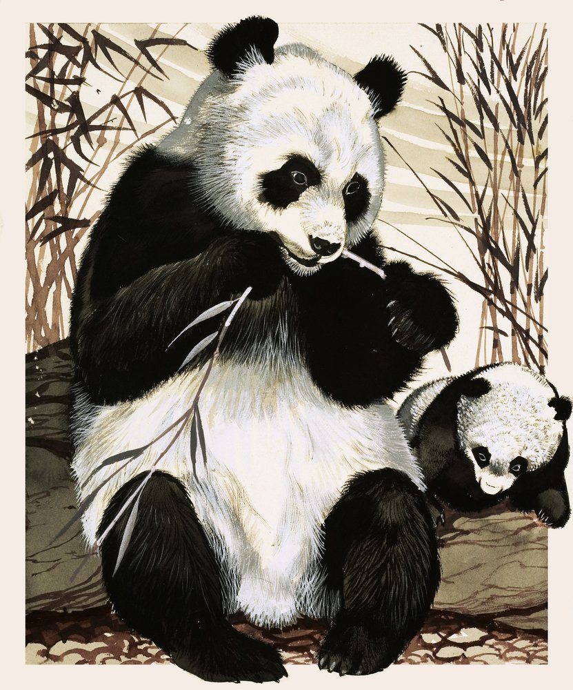 Panda and cub by English School: Buy fine art print