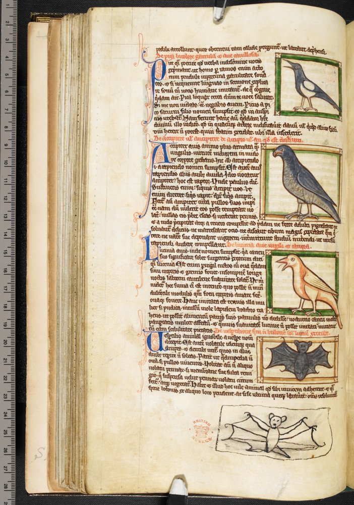 Miniatures of birds, and marginal drawing of a bat, from Theological ...