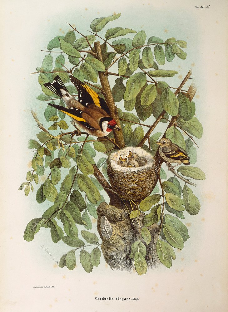 Illustration from Eugenio Bettoni