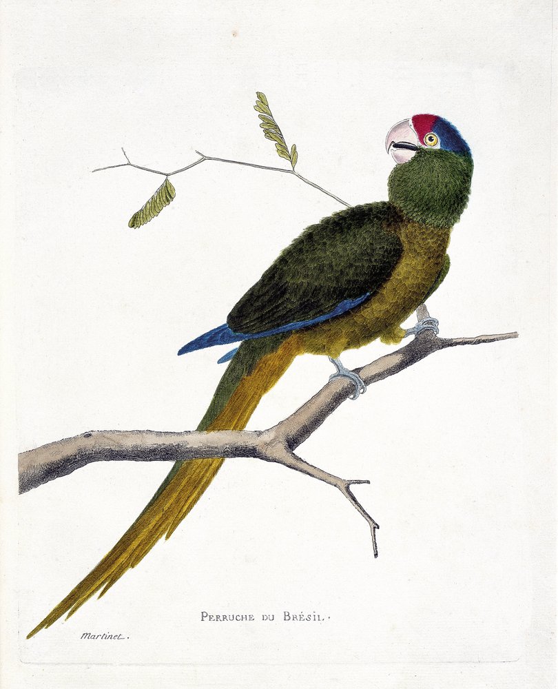 Zoological chart (ornithology): Brazilian parakeet (red-forehead conure ...