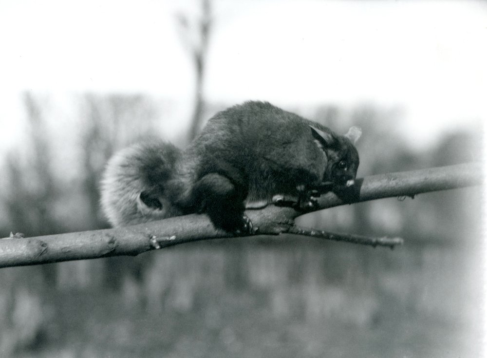A Flying Phalanger on a branch at London Zoo, February 1922