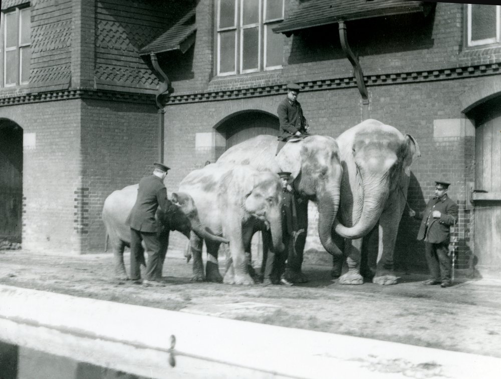 Asian elephants, two adult and two young, with their keepers at London Zoo
