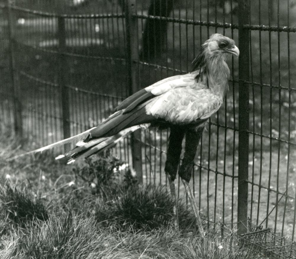 Secretary Bird at London Zoo, September 1923 by Frederick William Bond